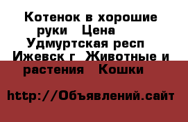 Котенок в хорошие руки › Цена ­ 1 - Удмуртская респ., Ижевск г. Животные и растения » Кошки   